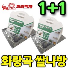 쌀나방
