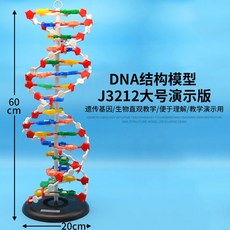 DNA 구조 모델 교육 유전 분자 실험 실험실 이중나선구조 생물학