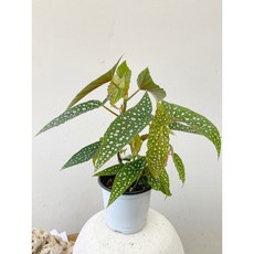 베고니아스노우캡