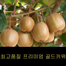 골드키위묘목