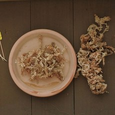 가꿈가든 프리미엄 고급 AAAA급 수태 뉴질랜드산 200g 500g