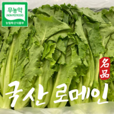 국산 무농약 로메인 유럽채소 romaine 유럽상추 로메인상추 1kg, 1개