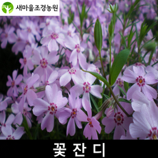 꽃잔디묘목 조경수 잔디 꽃나무, 1개