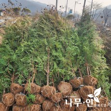 [나무인] 조선측백 분뜨기 키1.5m 차량배송, 1개