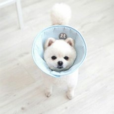 패리스독 소다 엘리자베스 카라 블루 M 강아지 넥카라, 1개
