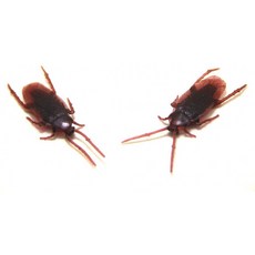 시간 로밍 가짜 바퀴벌레 장난 플라스틱 바퀴벌레 개그 선물 24 팩, 단일상품