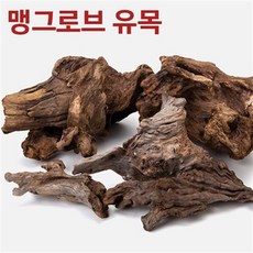 맹그로브나무