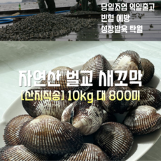 [산지직송] 국내산 자연산 보성 벌교 새꼬막 (참꼬막) 대 10kg 800미, 1박스, 벌교 새꼬막 (참꼬막)  대 10kg 800미