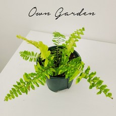 무늬보스턴고사리