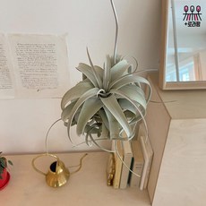 로라팜 세로그라피카 미세먼지 실내공기정화 행잉식물 가드닝 홈데코