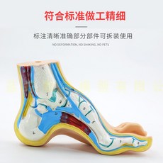 해외 발 모형 인체 발바닥 근육 모형 궁형 발바닥 모형 발해부 모형, 옵션03