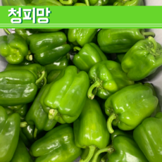 못난이청피망5kg