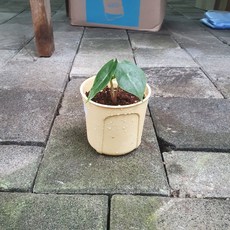 알로카시아핑크드래곤