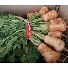 [싱싱채소] 아삭아삭 황토 알타리무 1단 김장 알타리절임 알타리 무김치 무우, 1개, 1kg