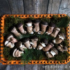 [올리바팜] 참송이버섯(중)선물세트 명절선물 상견례 인사 승진선물 특산품 자연산송이, 겹보자기추가, 1개