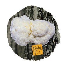 류충현 원목재배 노루궁뎅이버섯 300g 국내산 영양, 1