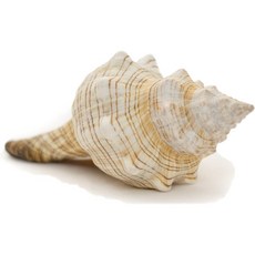 Striped Fox Sea Shell | Striped Fox Conch Sea Shells | 5"-6" Collector Shell | 1 piece Set for Display or Decor | Plus Free Nautical eBook by Joseph, 1개