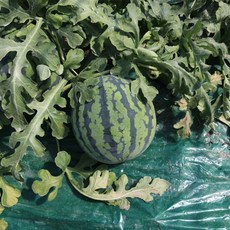 산지직송 국내산 하우스 수박 4kg 이하, one color, 1개
