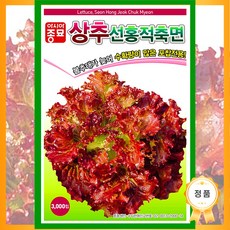 [농대나온남자] 선홍적축면상추 씨앗 3000립, 1봉