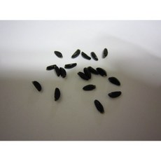 회양목씨앗50g(1500립)