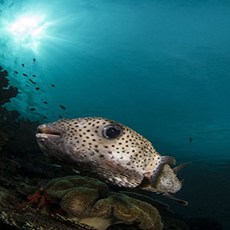 Posterazzi Wide-angle image of pufferfish Raja Ampat Indonesia Poster Print (23 x 34)