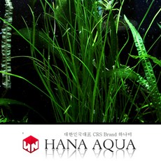 발리스네리아 나탄스(1뿌리.4~5줄기)