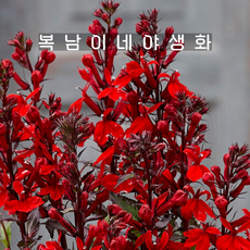 홍화숫잔대 스칼렛 [3포트 복남이네야생화 모종 로벨리아 lobelria]