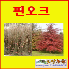(G소망)핀오크(대왕참나무) 묘목 실생1년 10그루