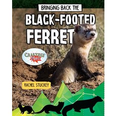 Bringing Back the Black-Footed Ferret Paperback, Crabtree Publishing Company