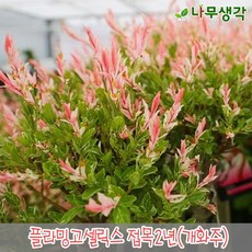 플라밍고셀릭스