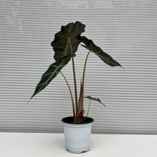 [다은꽃농원]거북알로카시아 거북이 등껍질 키우기쉬운 실내공기정화식물 인테리어, 1개