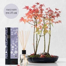 아보드아로마