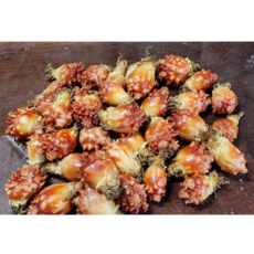 [창용수산] 싱싱하고 맛있는 알멍게, 1kg, 1개