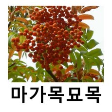 마가목나무 묘목 키150cm 개별택배