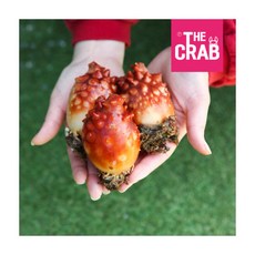 [더꽃게] 제철 통영 활 멍게 1kg, 1개, 상세 설명 참조