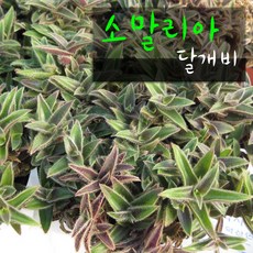 보라달개비