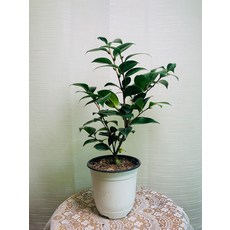 블랙로즈 동백나무 중품 40~60cm 99