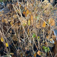 바닐라프레이즈