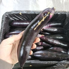 국내산 햇 가지 못난이가지 상품가지 5kg 1box [노블프레쉬], 못난이 가지 5kg, 1개