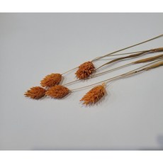 에피파니플라워