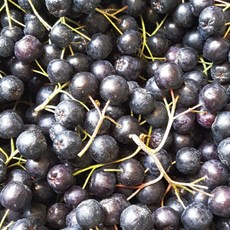 [푸드맛봄] 고창 24년 햇 아로니아 냉동과 특품(줄기제거) 10kg, 1개