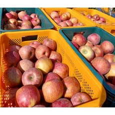 밀양 얼음골 사과 아삭하고 달콤한 꿀맛 가정용 사과, 부사 사과 4.0kg내외(16-20과)