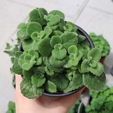 옹알이허브