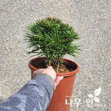 [나무인] 금송 포트묘 키20cm, 1개