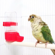 accupix마이버드