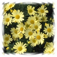 [꽃모종]구절초 : 10cm분, 옐로(개화끝), 1개