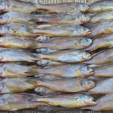 국산 참조기 한박스 생선 35미내외 1.5kg 싱싱 부세 굴비 도매, 1.5kg(35미 내외), 1개
