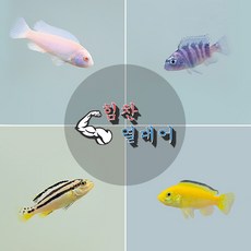 [힘찬열대어] 시클리드 세트 [바나나 블루제브라 백설공주 다람쥐] 각 1마리씩 총 4마리, 4개