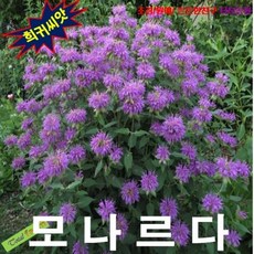 (희귀씨앗) 벨가못핑크 (모나르다 Bee Balm) 25립, 상세페이지 참조