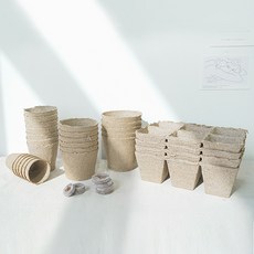 유럽제라늄 TOP01